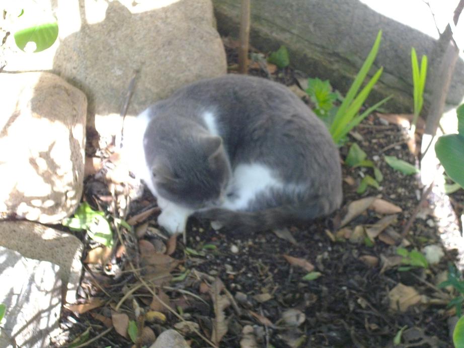 Micio in pericolo
